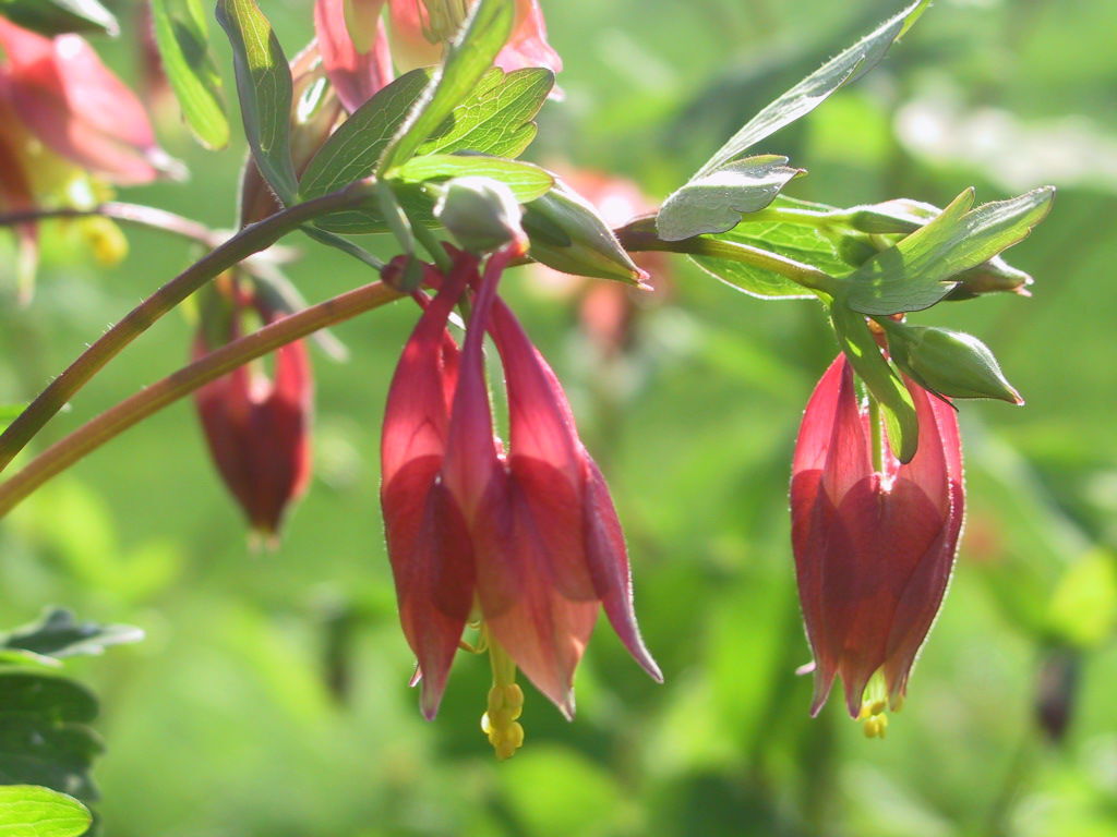 Pollinator wildflowers